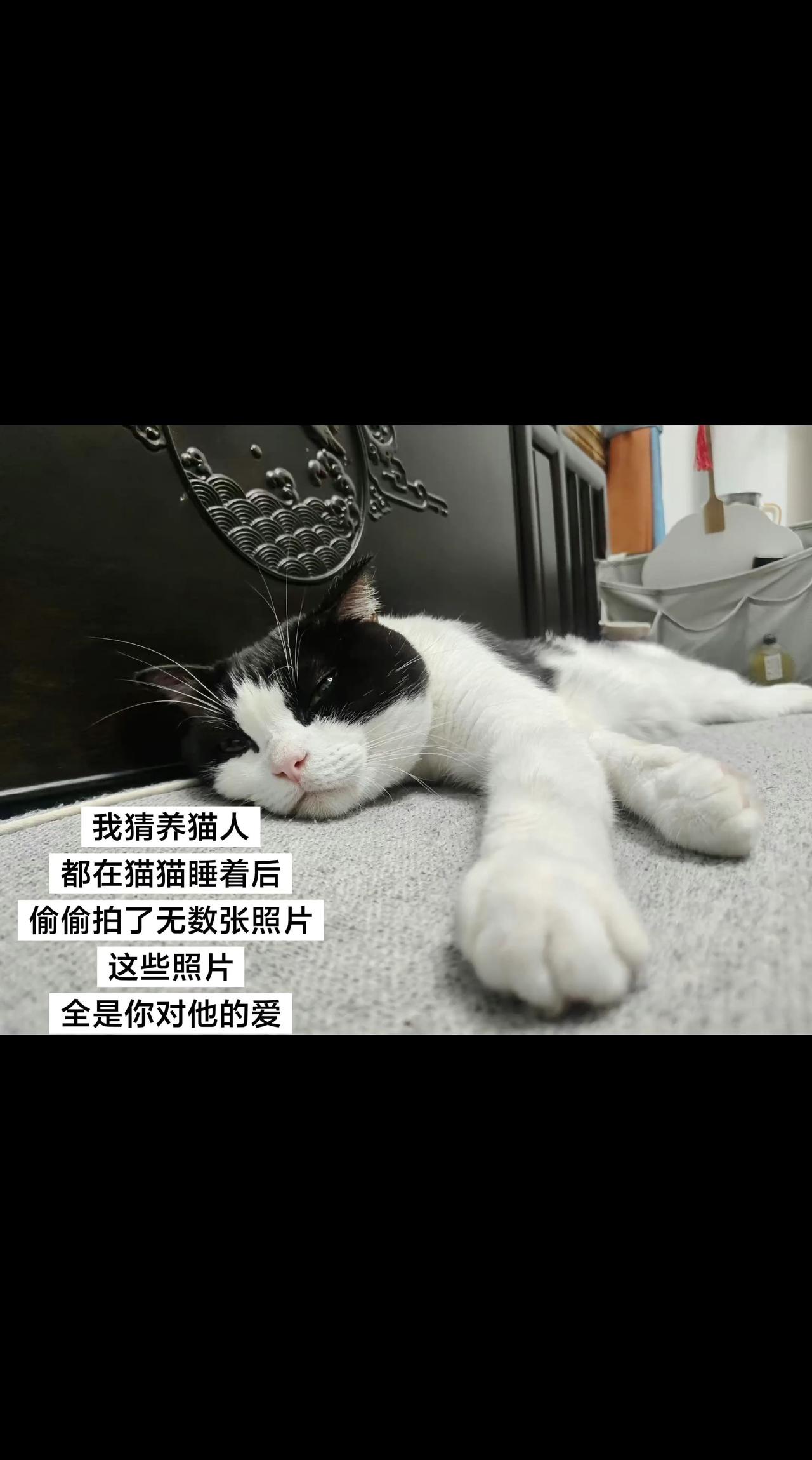 创意文案玩法集 抖音玩法合伙人计划 安眠猫 猫咪的精神状态 猫咪日常状态