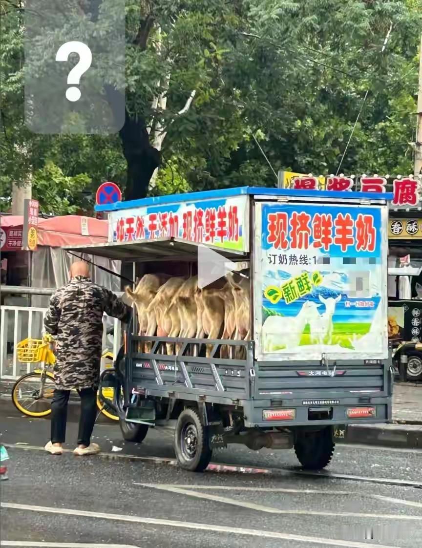 有人说现挤出来的鲜羊奶不能喝，说羊奶有鲁氏病菌，说老百姓不懂，老百姓是傻子吗？