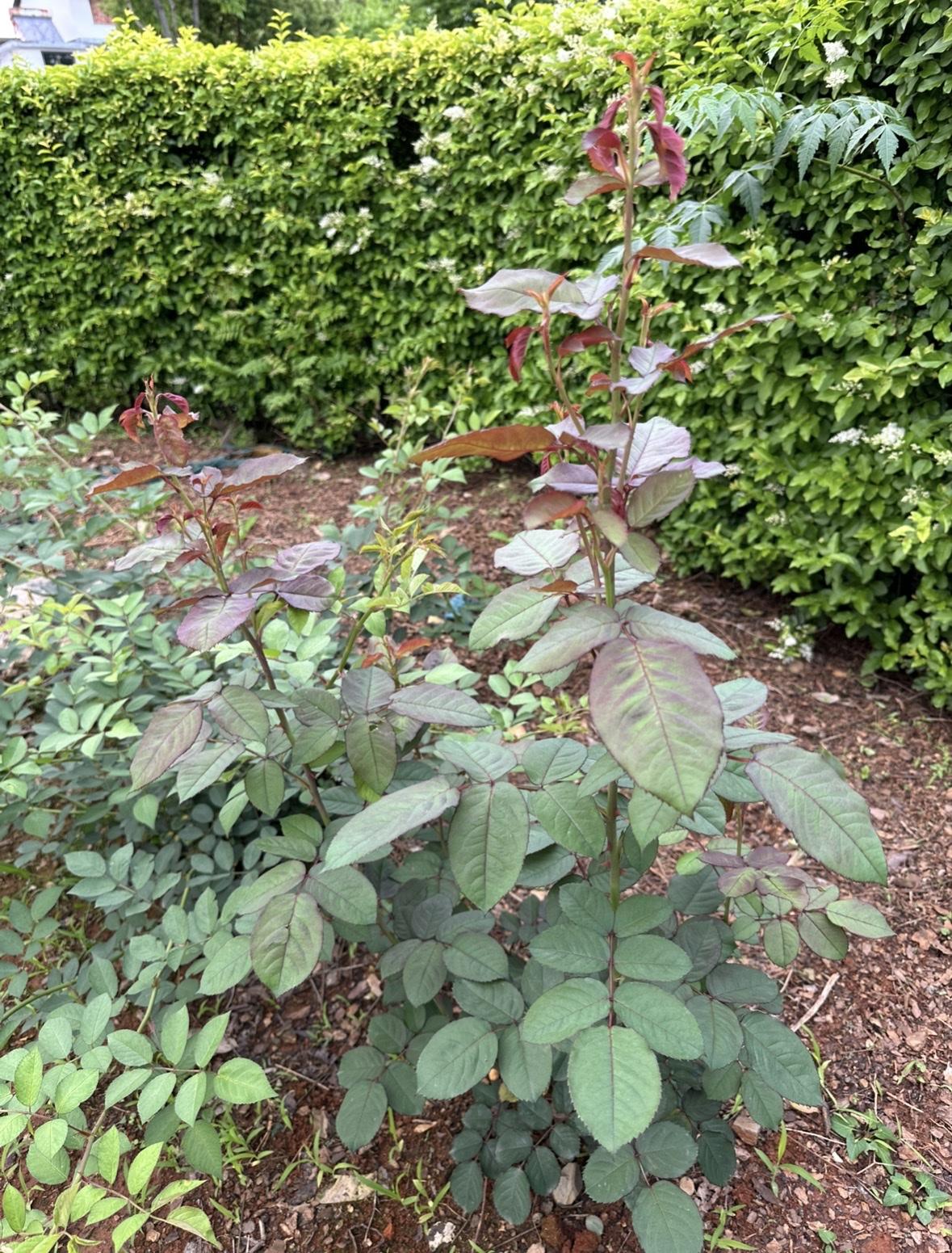 在这片花园的月季花丛中，终于被我成功找到了一棵玫瑰。之前被我称为玫瑰的那些美丽的