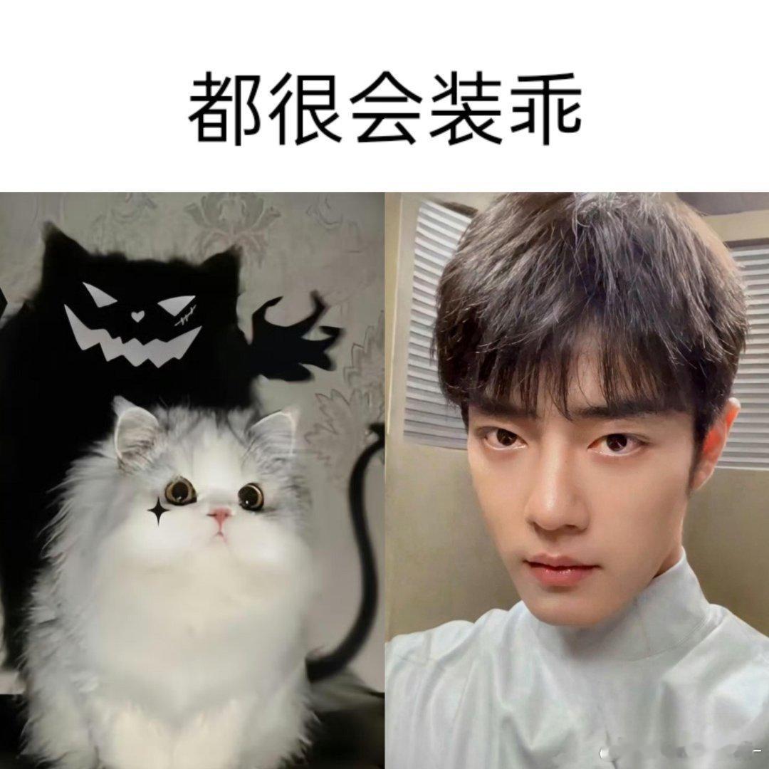 找到了一些肖战是小猫咪的证据