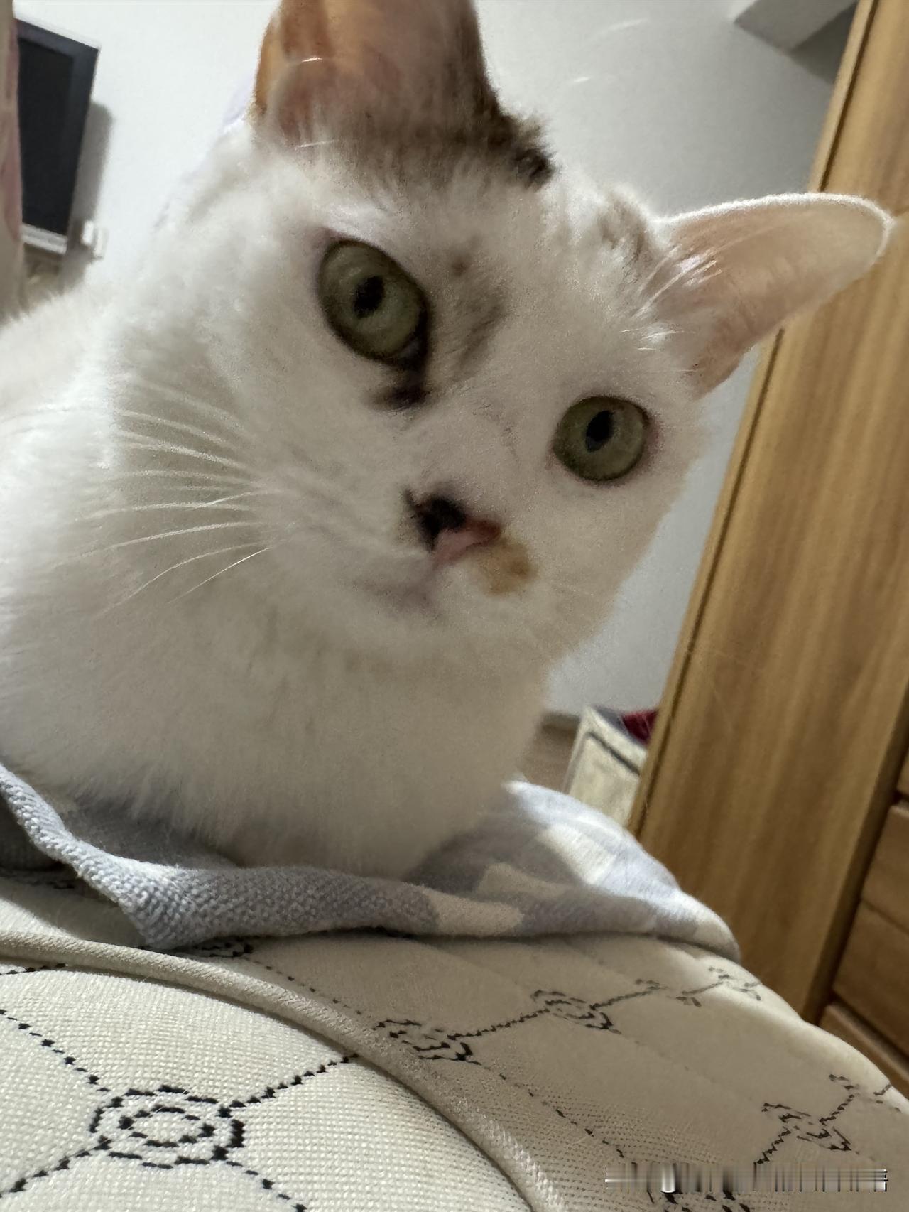 记录我的2026没养这俩货之前，我的生活是满地鸡毛；养了这俩货之后，生活大变样！