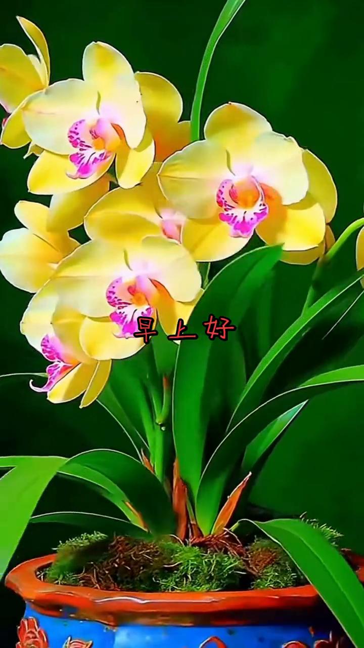 早上好。