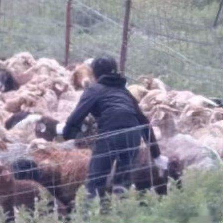 朱志鑫在草原放上羊了朱志鑫团综放上羊了，看上去努力又心酸朱志鑫草原放羊路透朱志鑫