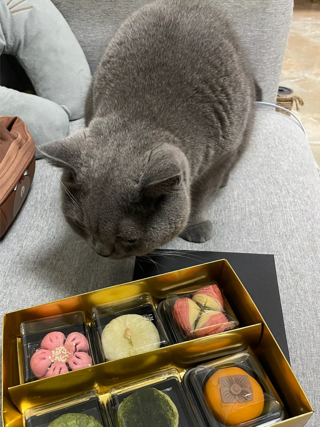 杭州旅游给小猫咪带特产了🥰它很喜欢！