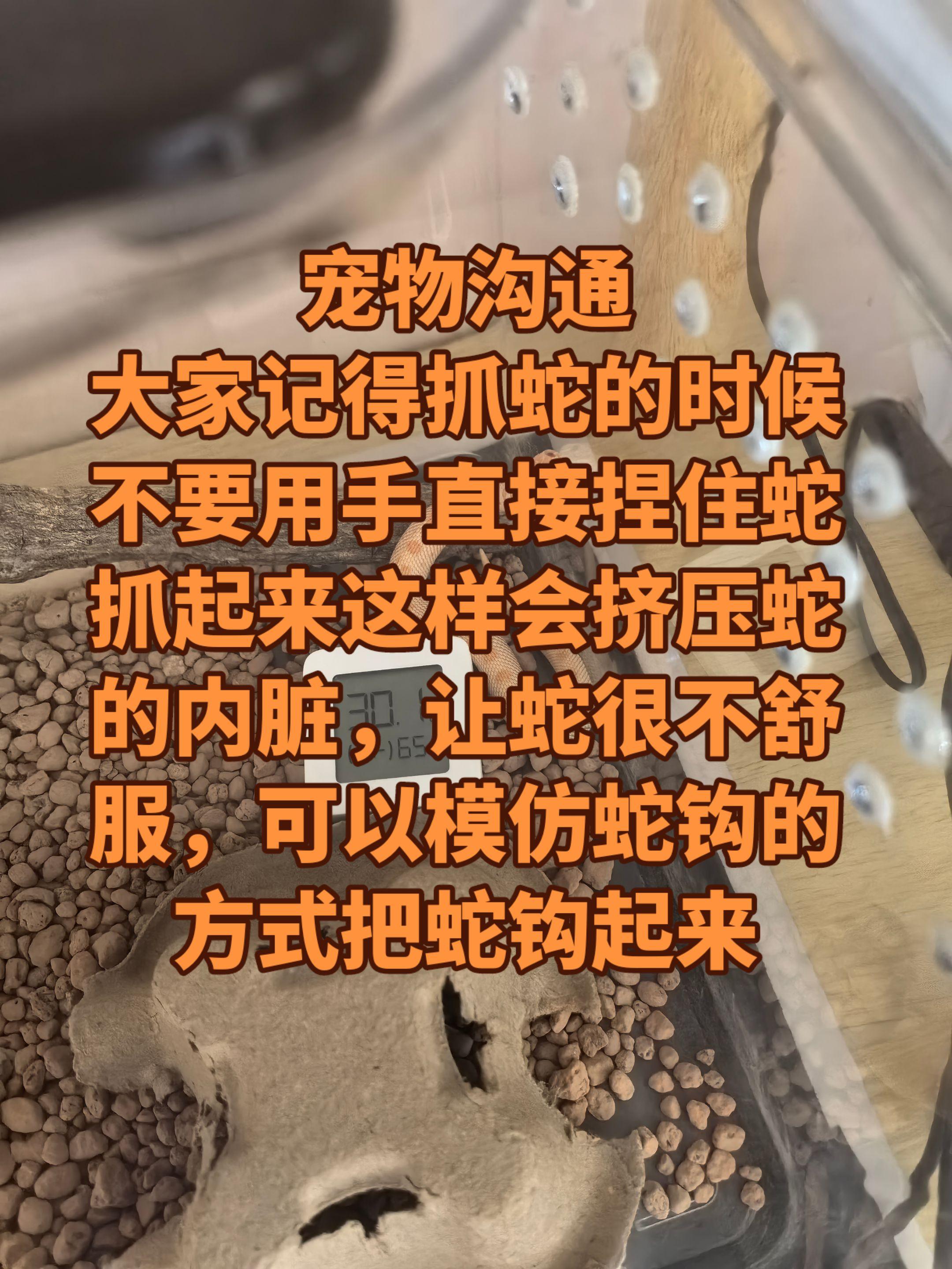 宠物沟通 宠物蛇 猪鼻蛇 玉米蛇 束带蛇