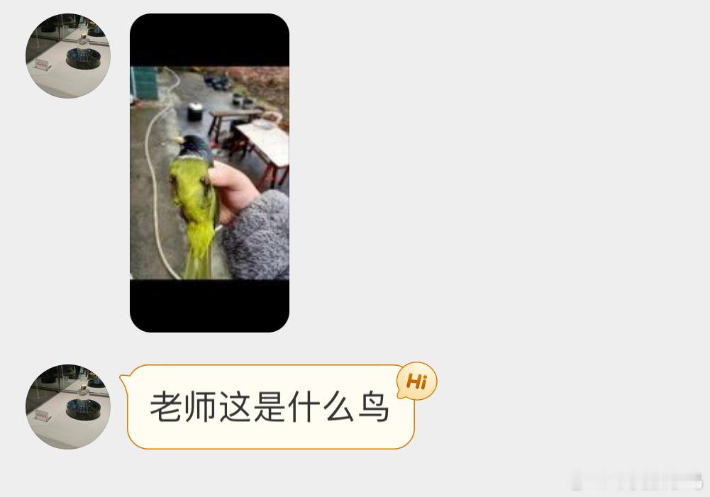 #鸟粉投稿# 把握良鸡环节抹茶绿配色的【领雀嘴鹎】（生僻字念半边它可能撞玻璃了 