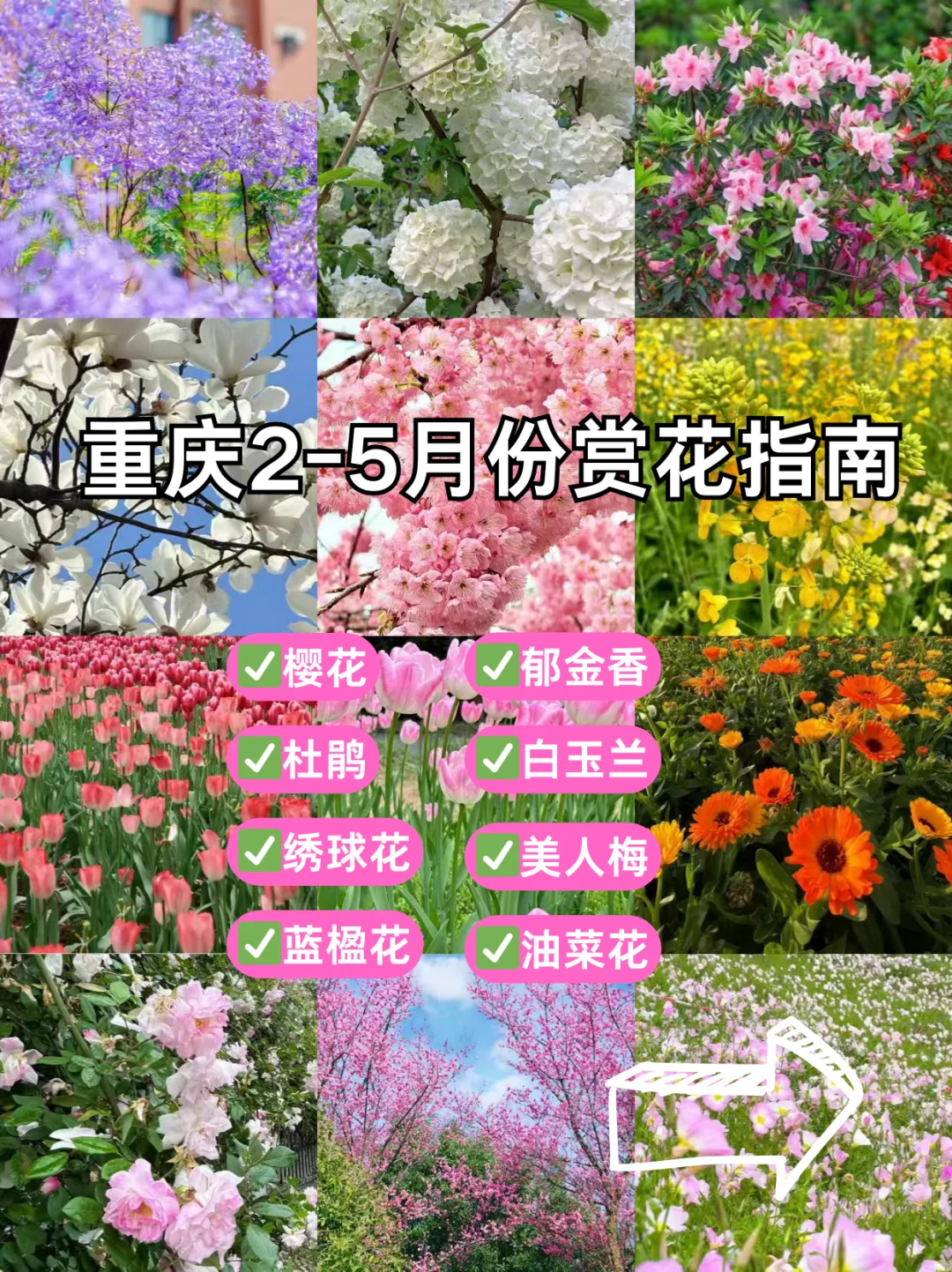 重庆2-3月份赏花指南🌷请查收💌