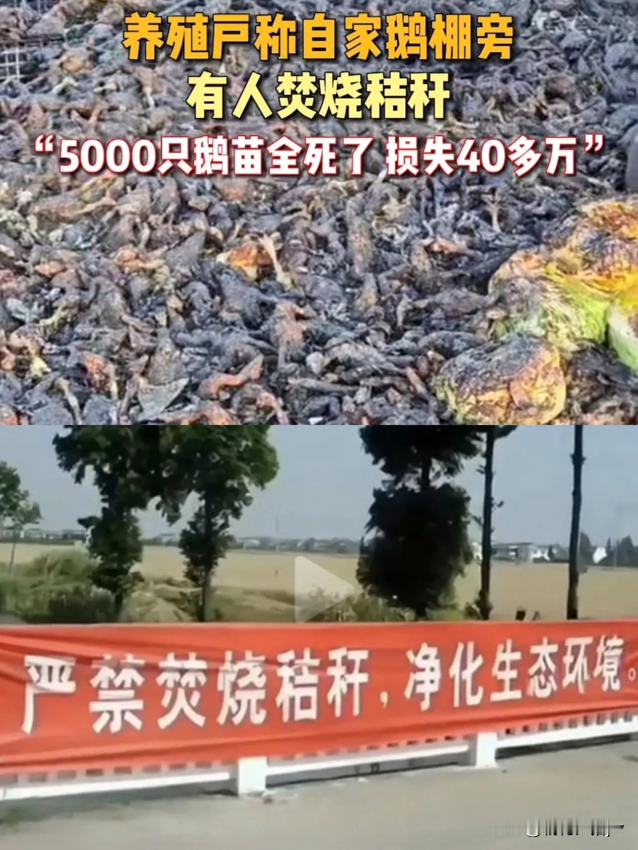 专家果然是对的！

村民烧秸秆，结果一把火烧死了5000只鹅苗，烧没了40万。