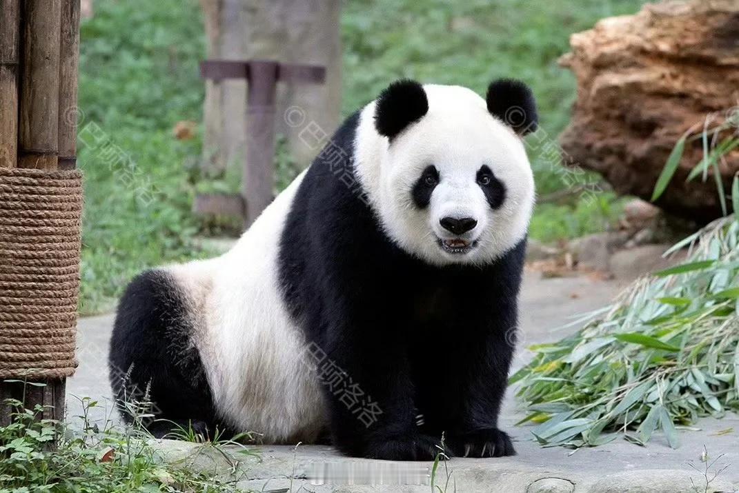 大熊猫英英家族，是中心最大的母系家族
萌兰、福宝、香香，这些大家熟悉的顶流，全都