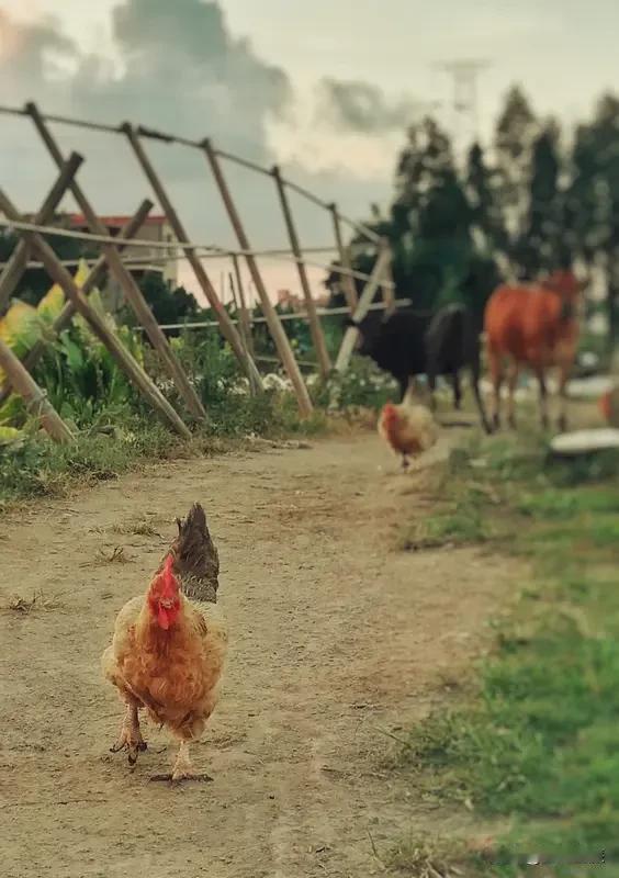 农耕文化田园生活你喜欢吗? 我超爱农耕文化下的田园生活！就像上世纪七十年代豫西农