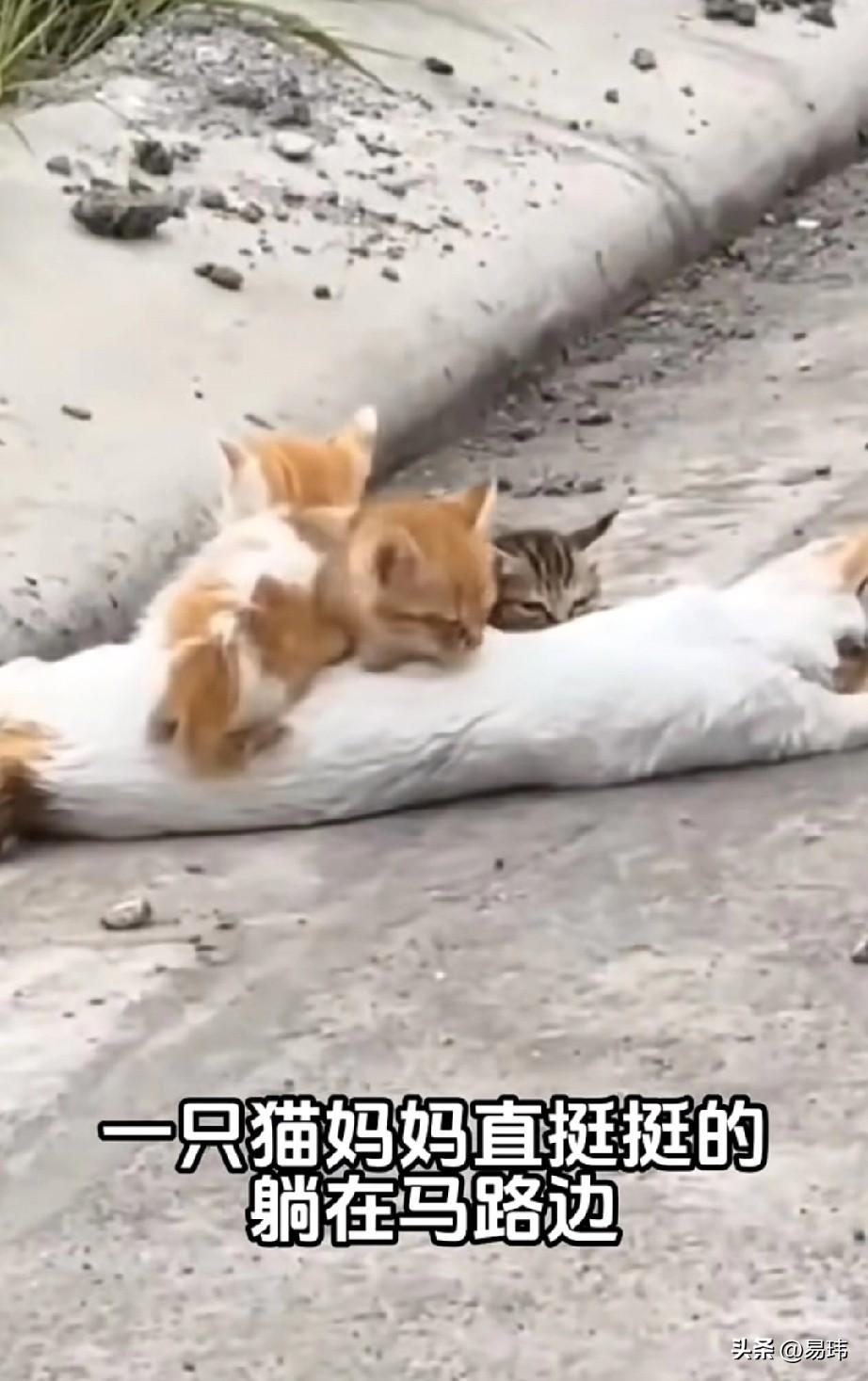 泪目了！这天一位在宠物医院上班的小姐姐下班回家，当她拎着治疗箱路过一条小路上的时