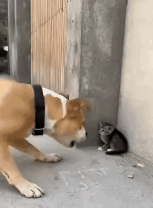 汪星人：我是谁，我刚才做了什么？