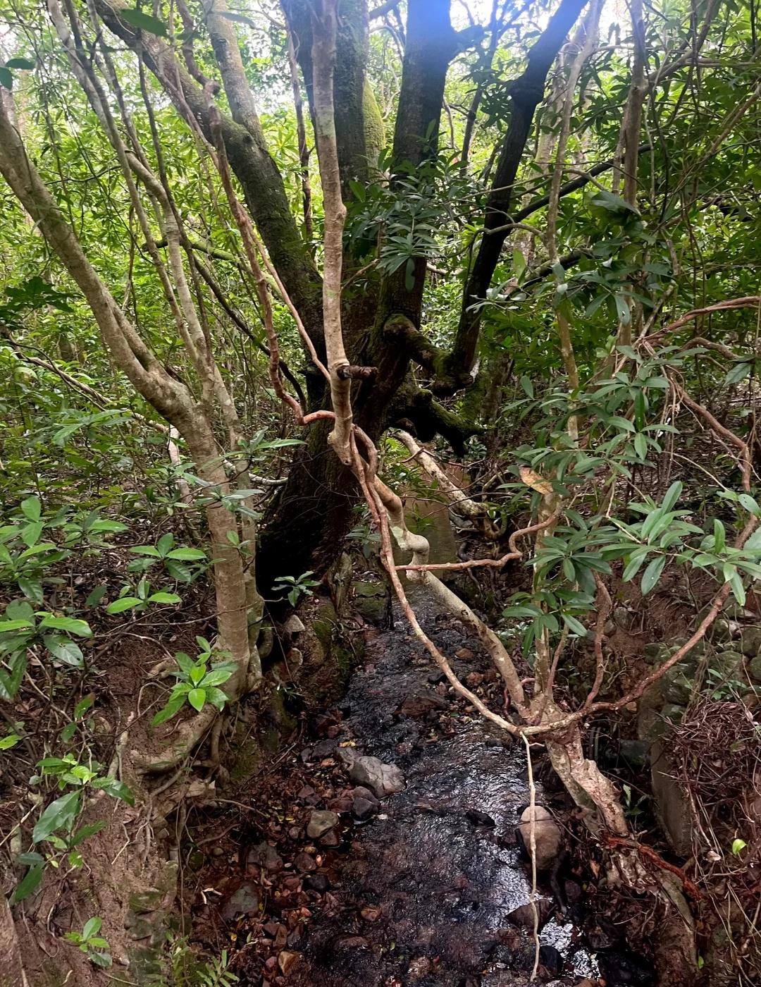 香港户小白避暑线 荔枝窝
没有什么大景点，但是却整条路都是景色的路线，这徒步路线