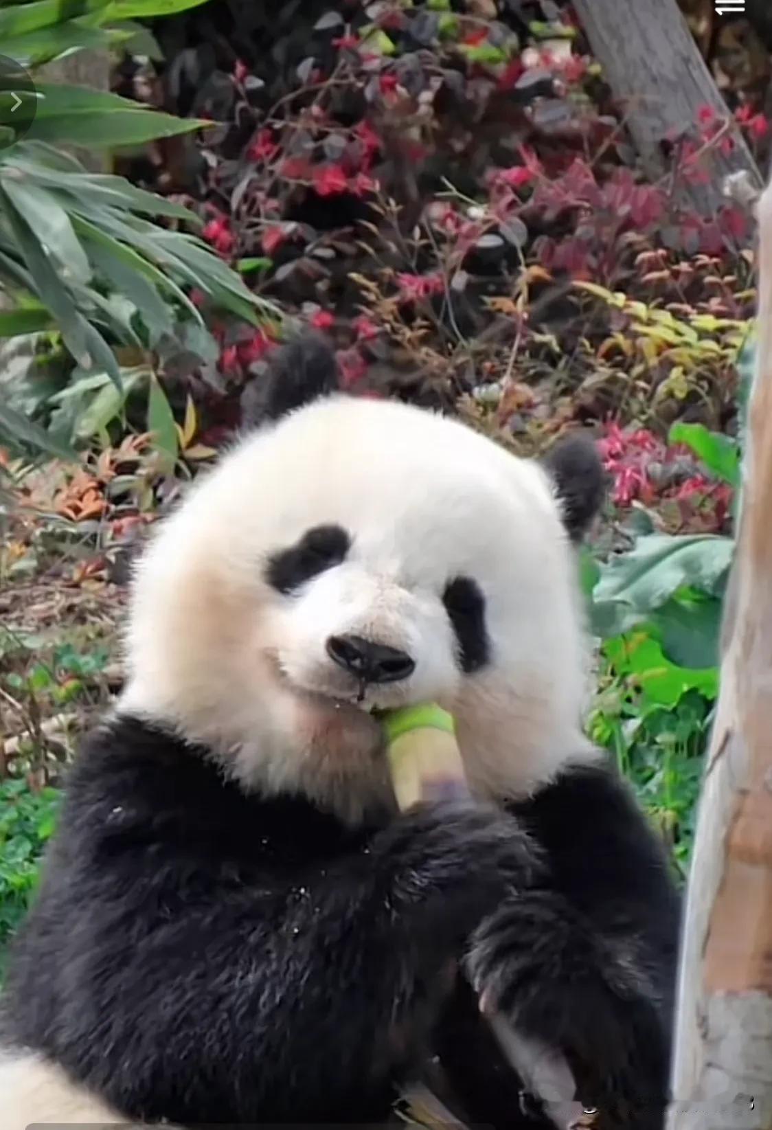 生活难免有些烦恼，
这十五个电话请记住必要时管用
或者来成都看看吃播小甜包北辰[