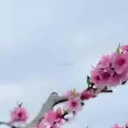 桃花的种植方法：- 品种选择：选择易形成花芽、树体生长快、坐果率高的品种。- 栽