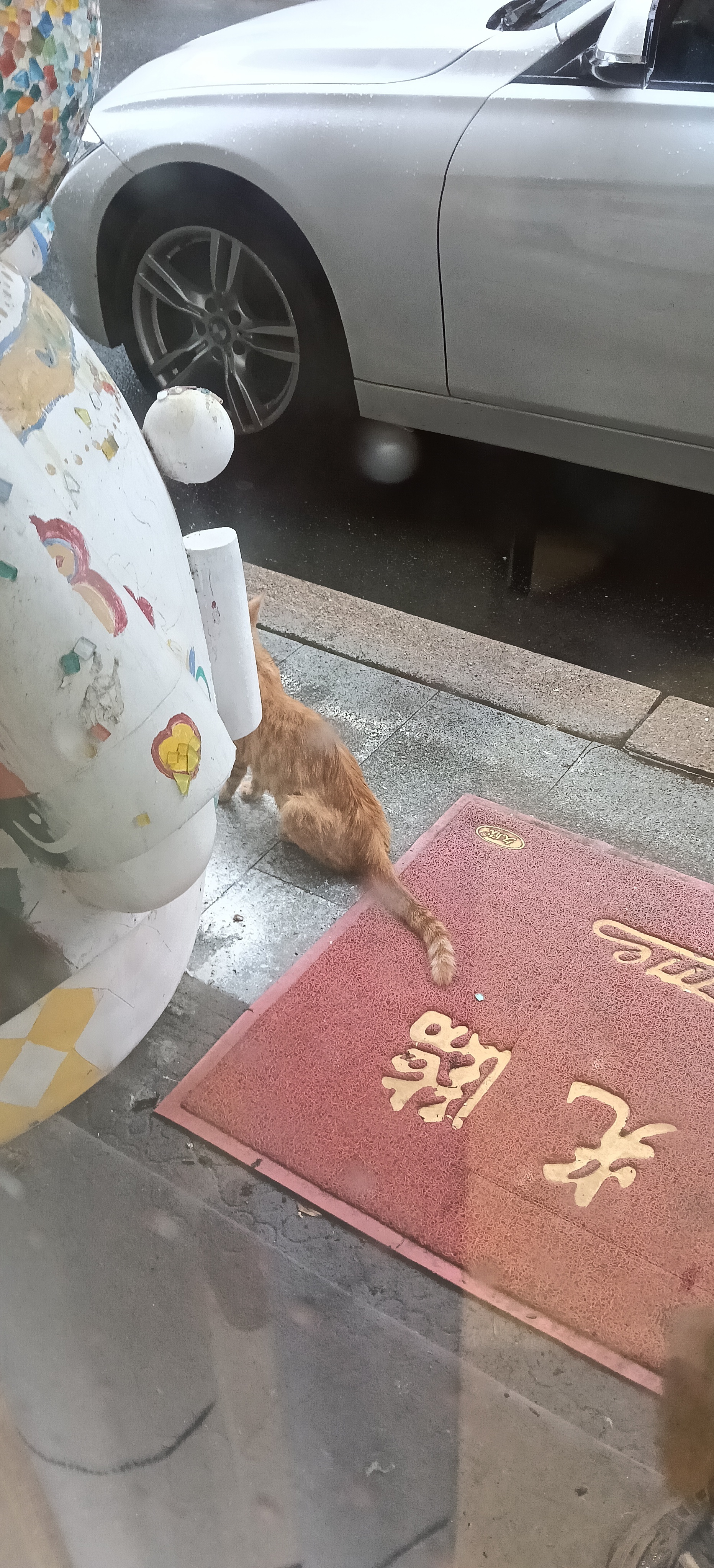 路边的小野猫不速之客 