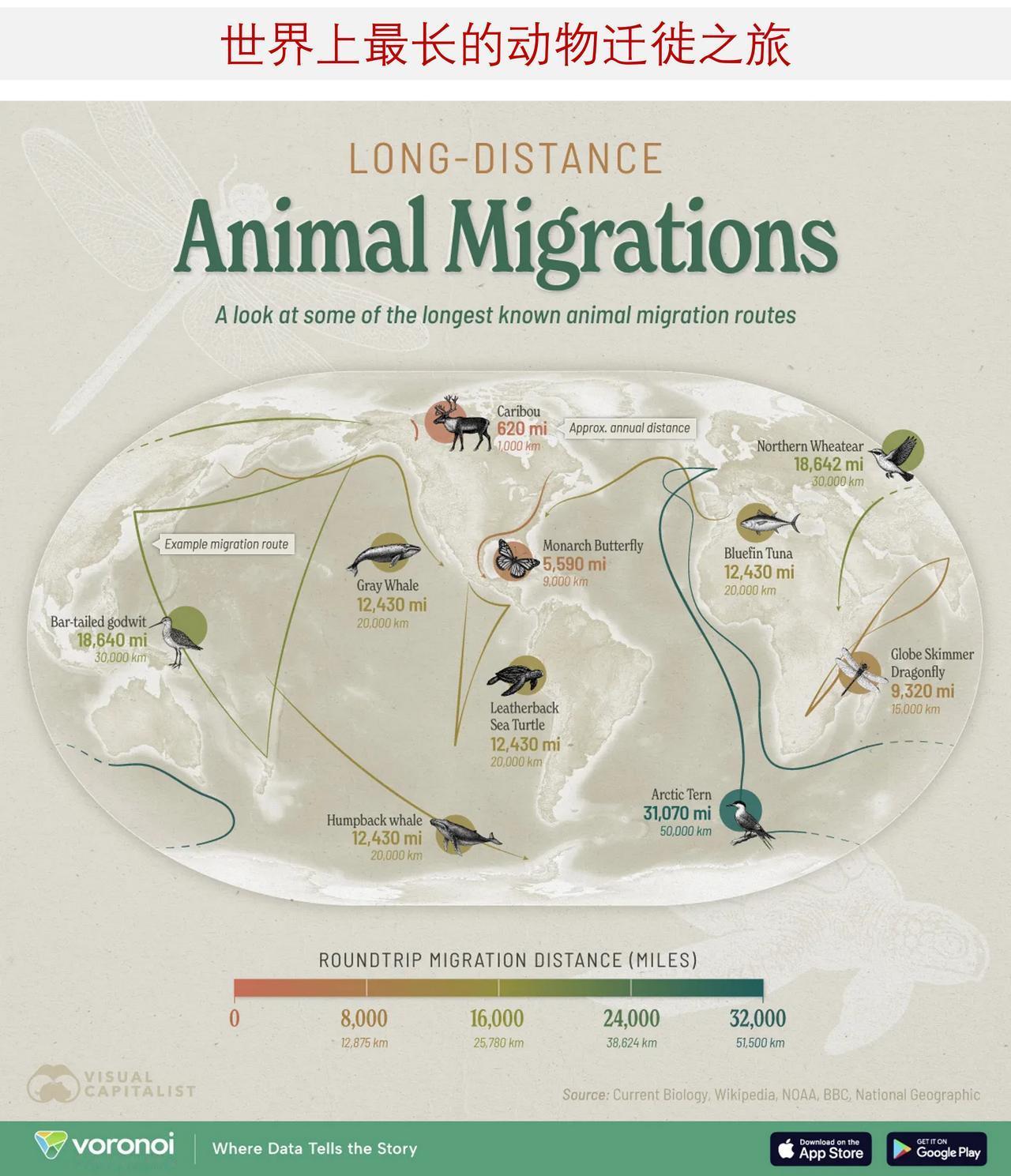 图说世界上最长距离的动物迁徙之旅

世界上规模宏大的动物迁徙活动是自然界中最令人