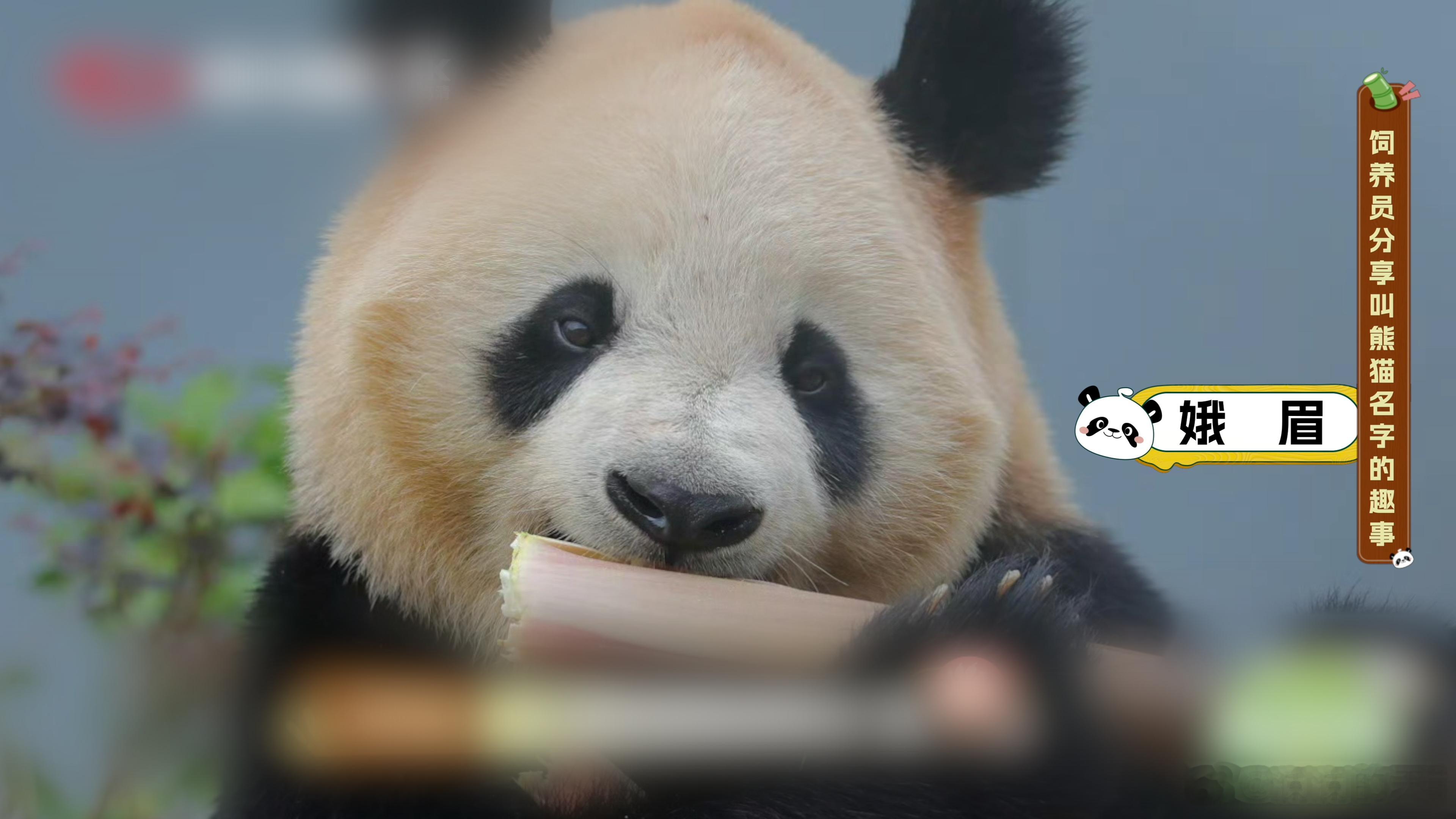 【被救助的大熊猫为什么一般都姓紫】从被救助到拥有名字，从陌生到被爱包围。那些姓“