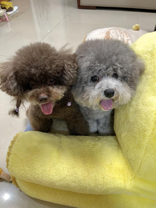 谢谢你光顾 我的小毛孩🐶🐶