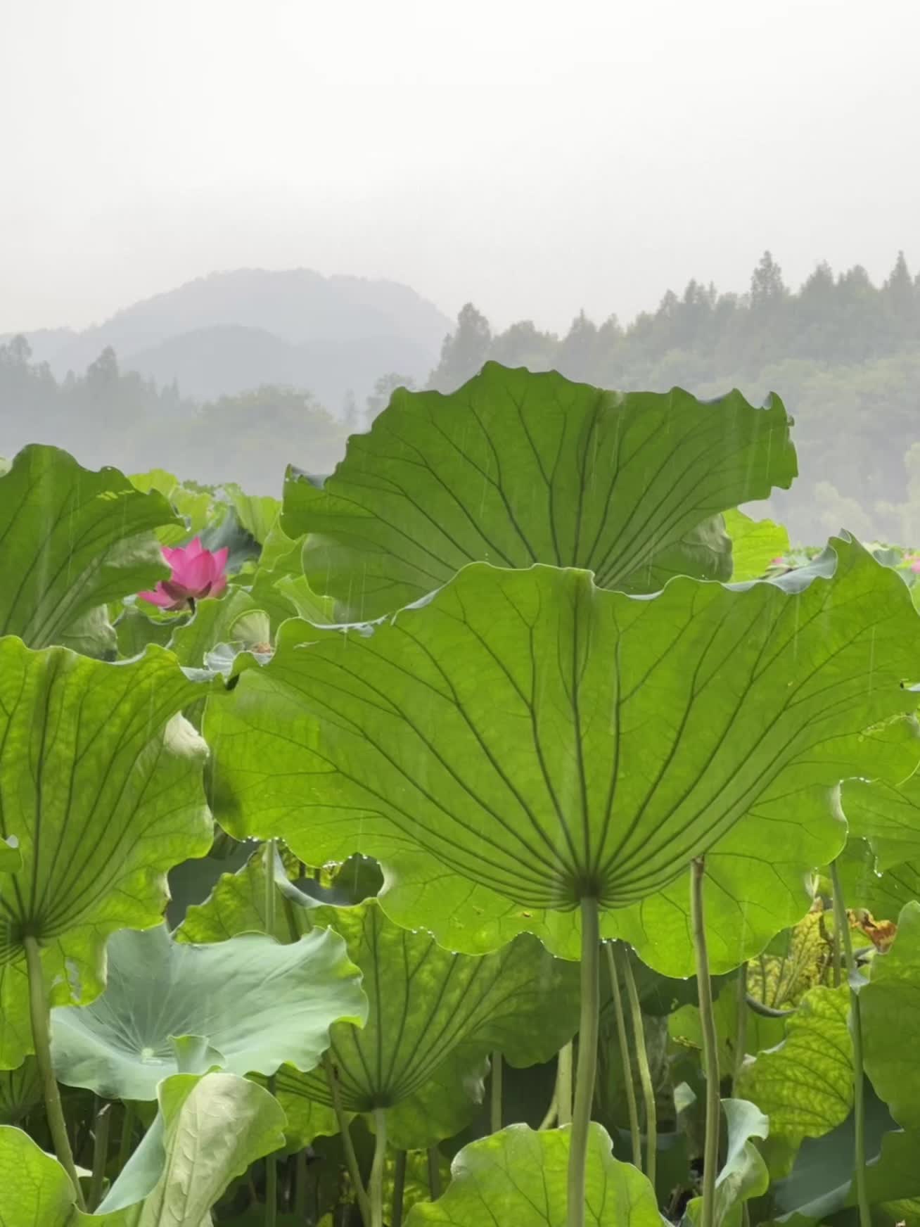 荷