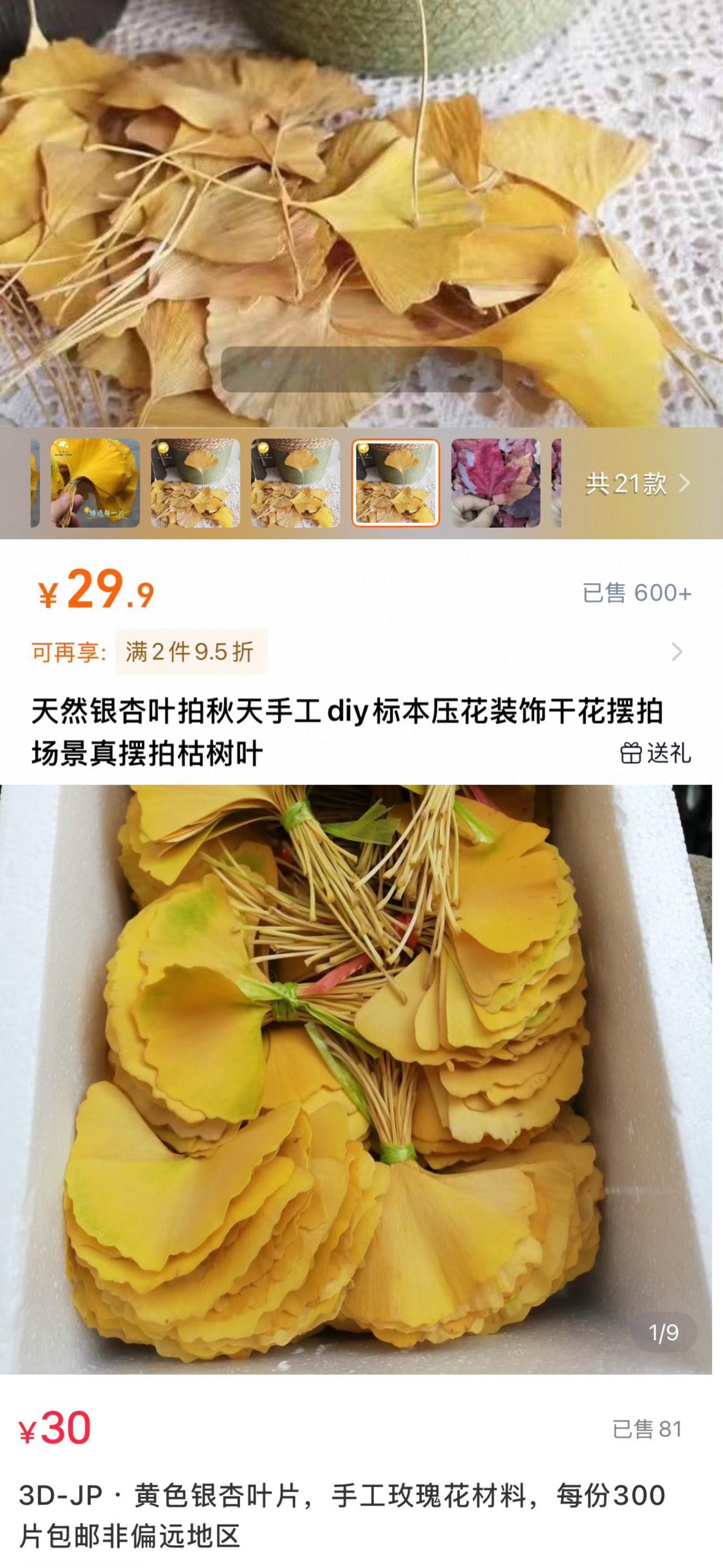 人怎么可以聪明成这样！

一位姑娘最近靠着卖银杏叶、枫叶狠狠的赚了一笔钱。

是