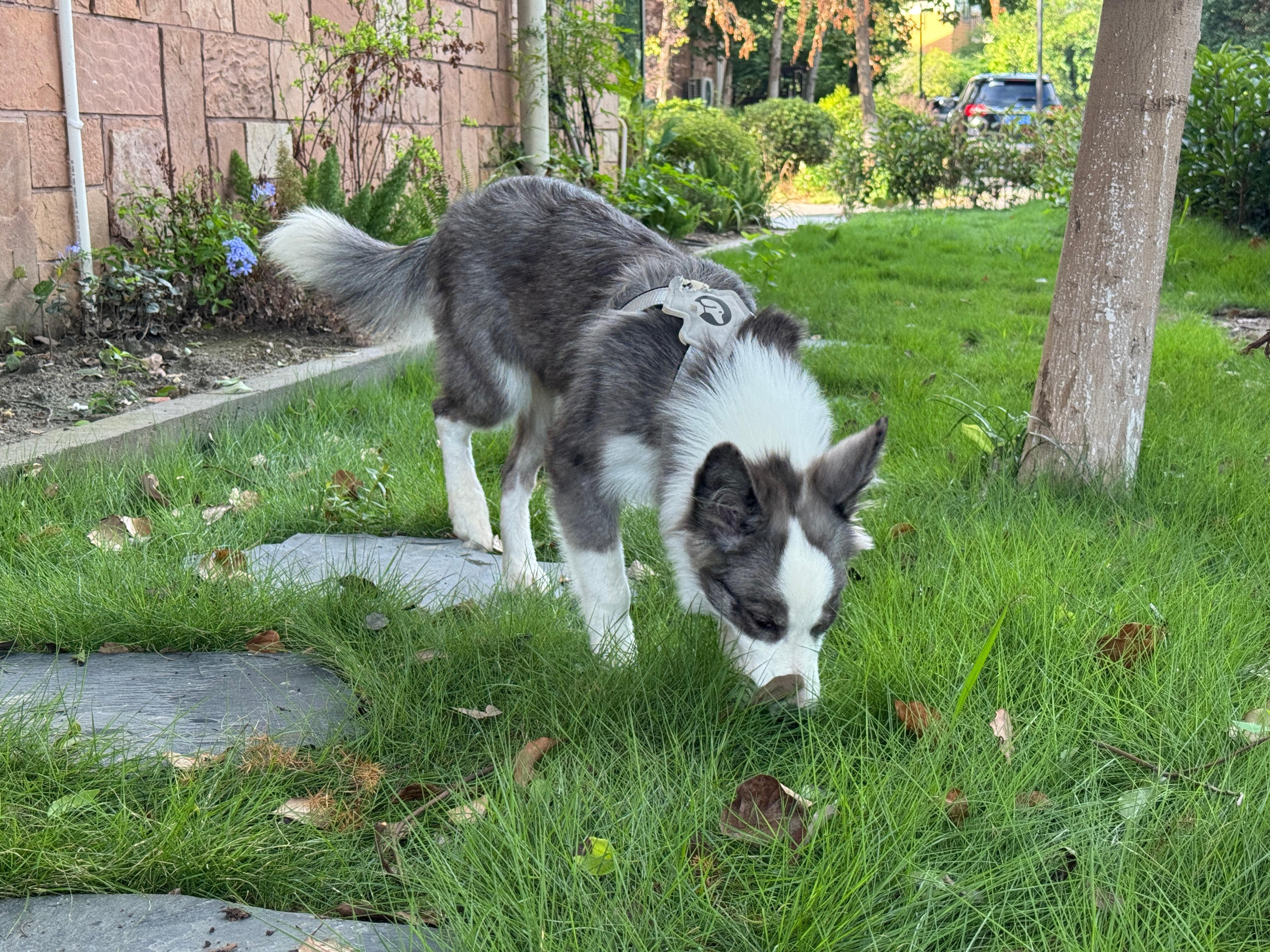 狗子🐶你是真的爱草地，等待秋季我会把侧院给你种满草宠物摄影边牧 ​​​