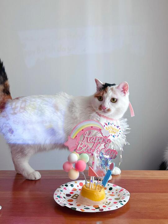 天赐小猫第一个生日🎂