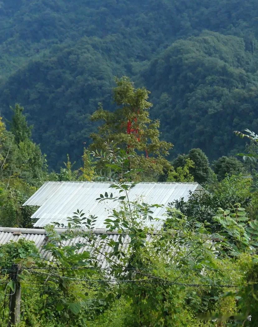 随拍几张深山里的秋韵。才发现秋天原来早已来到，身处山中感受尤为明显，特别是一场秋