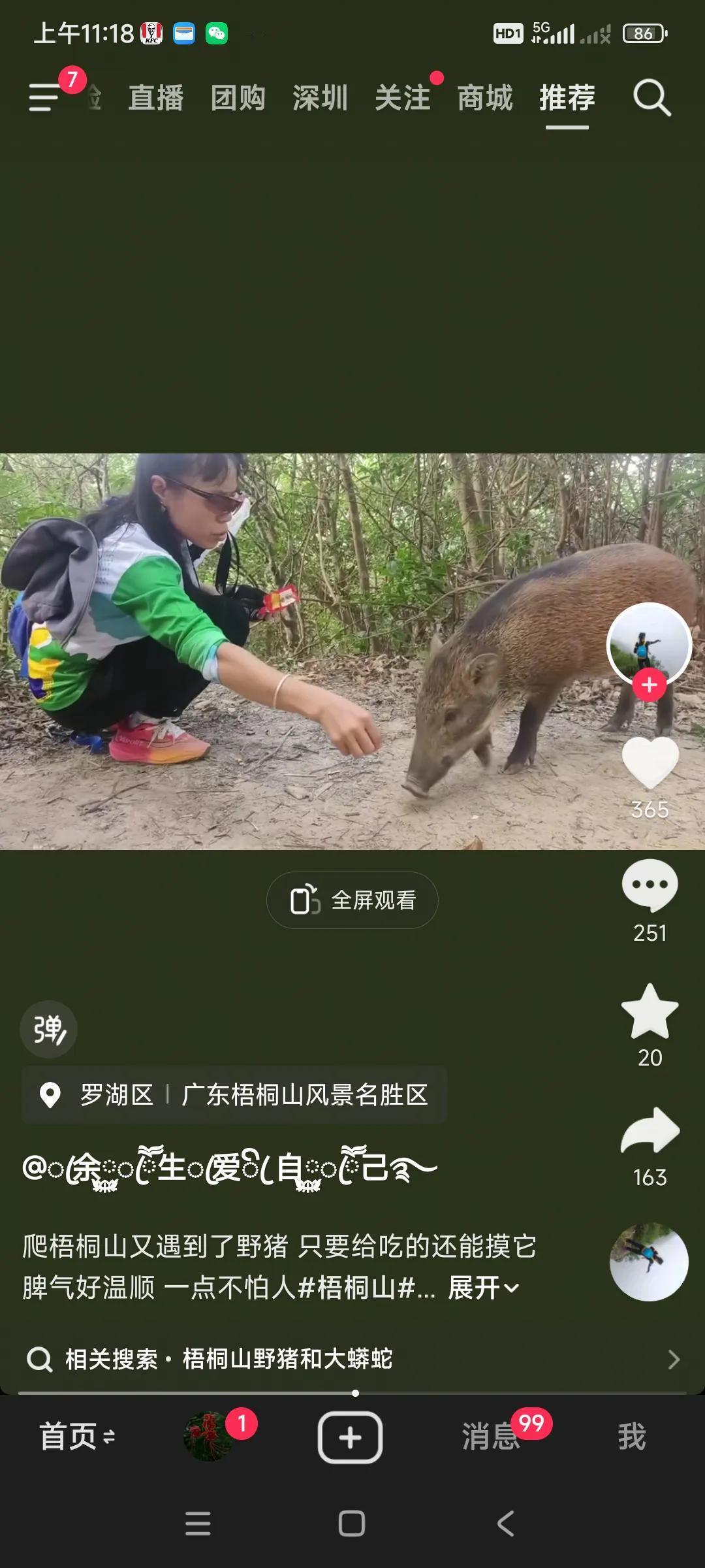 深圳梧桐山上的野猪，怎么一点不凶，至今没有伤人记录，与人友好相处，[捂脸][捂脸