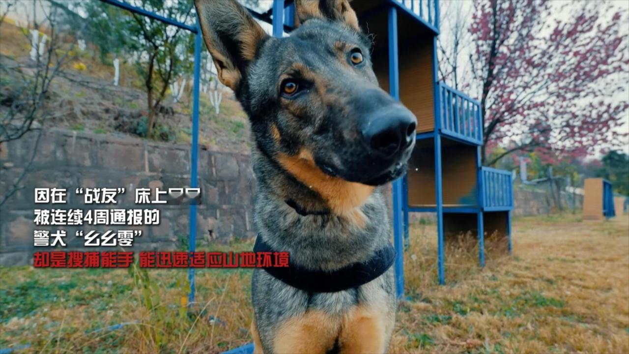 近日，云南省楚雄州公安局警犬训练基地发布一则特殊通报，对4只存在行为问题的警犬予