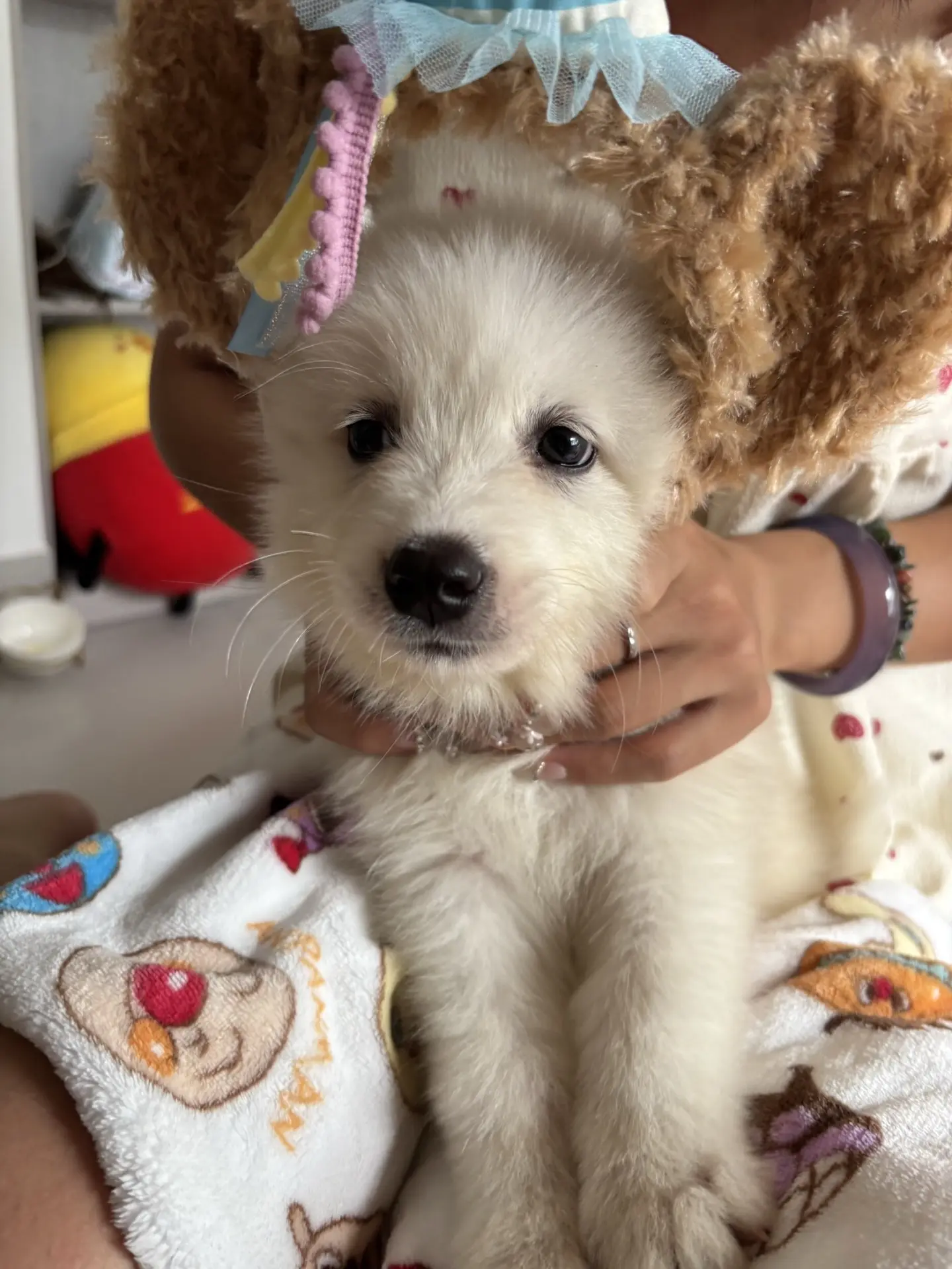 这是同一只狗吗？…