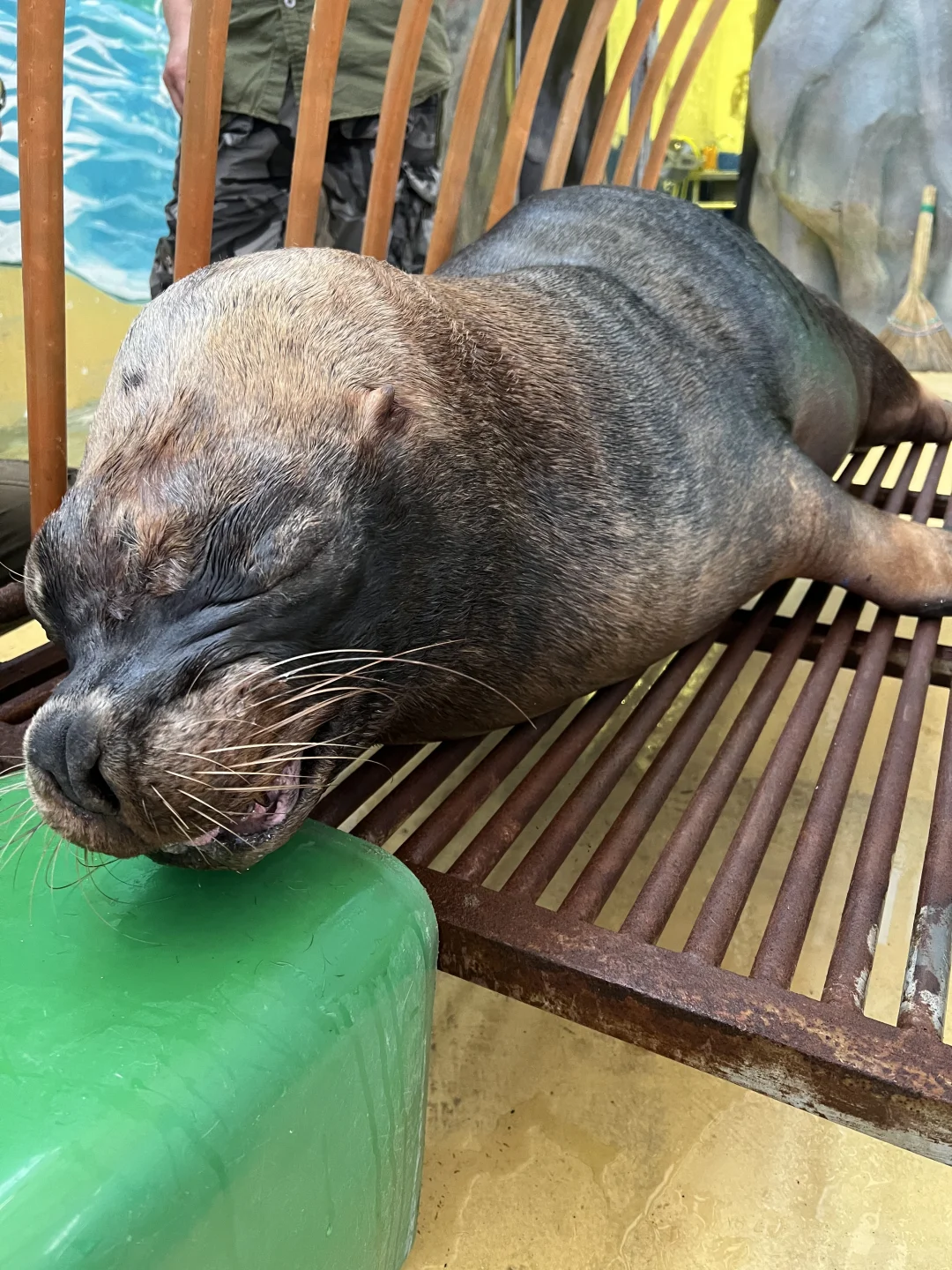 给眼疼牙疼的海狮体检的一天