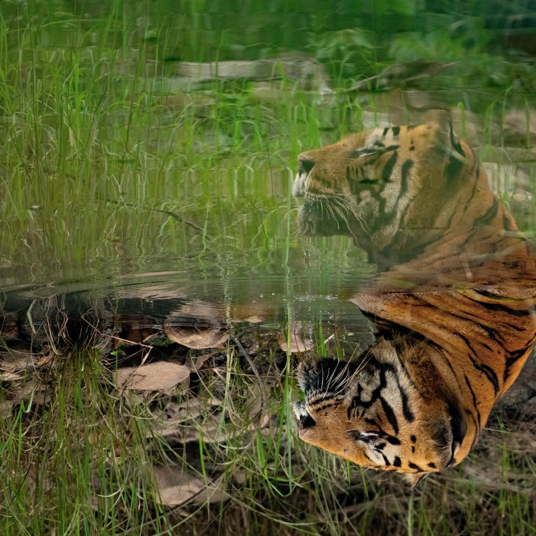 【塔多巴】发生在2025年8月26日，公众日益增长担忧促使了高等法院在...