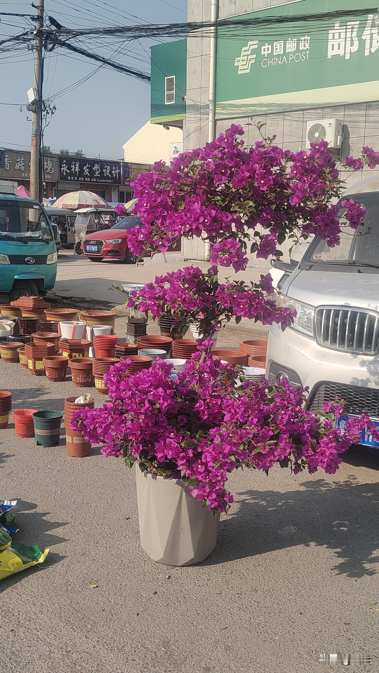 我曾经在集市上看到一棵三叶梅，令我惊喜。
前天，我和内人去集市上闲逛，我有点无聊