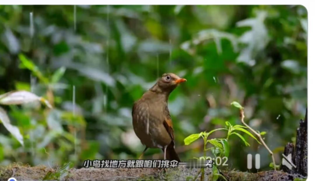 你有没有在下雨天突然好奇过，那些叽叽喳喳的小家伙们都去哪儿了？是躲在某个秘密角落