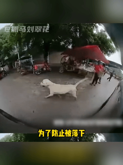 主人都准备养新狗狗了，走失半年的拉布拉多汤圆，竟独自找回家中，这份惊喜让人热泪盈