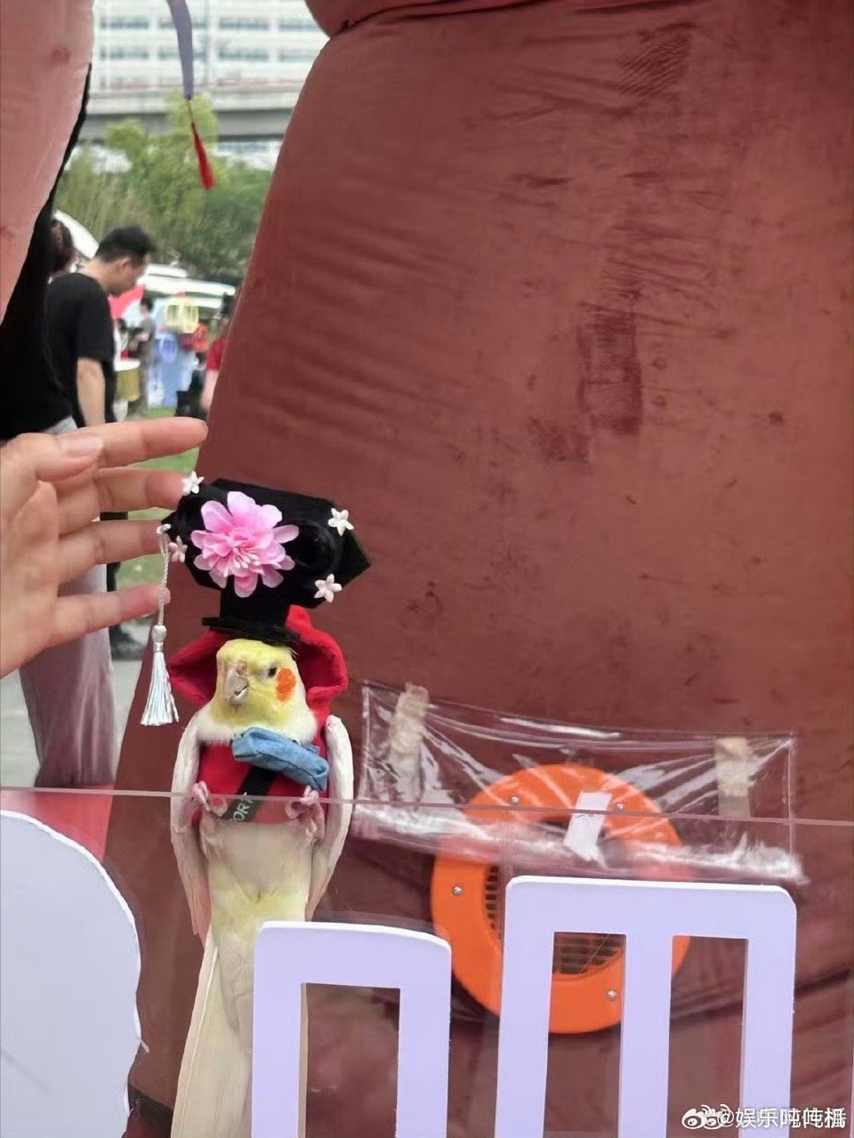 谁懂啊！断网了甄嬛传出续集了安小鸟封妃变拽妃 宠物版甄嬛传神剧情，安小鸟封妃狂跳
