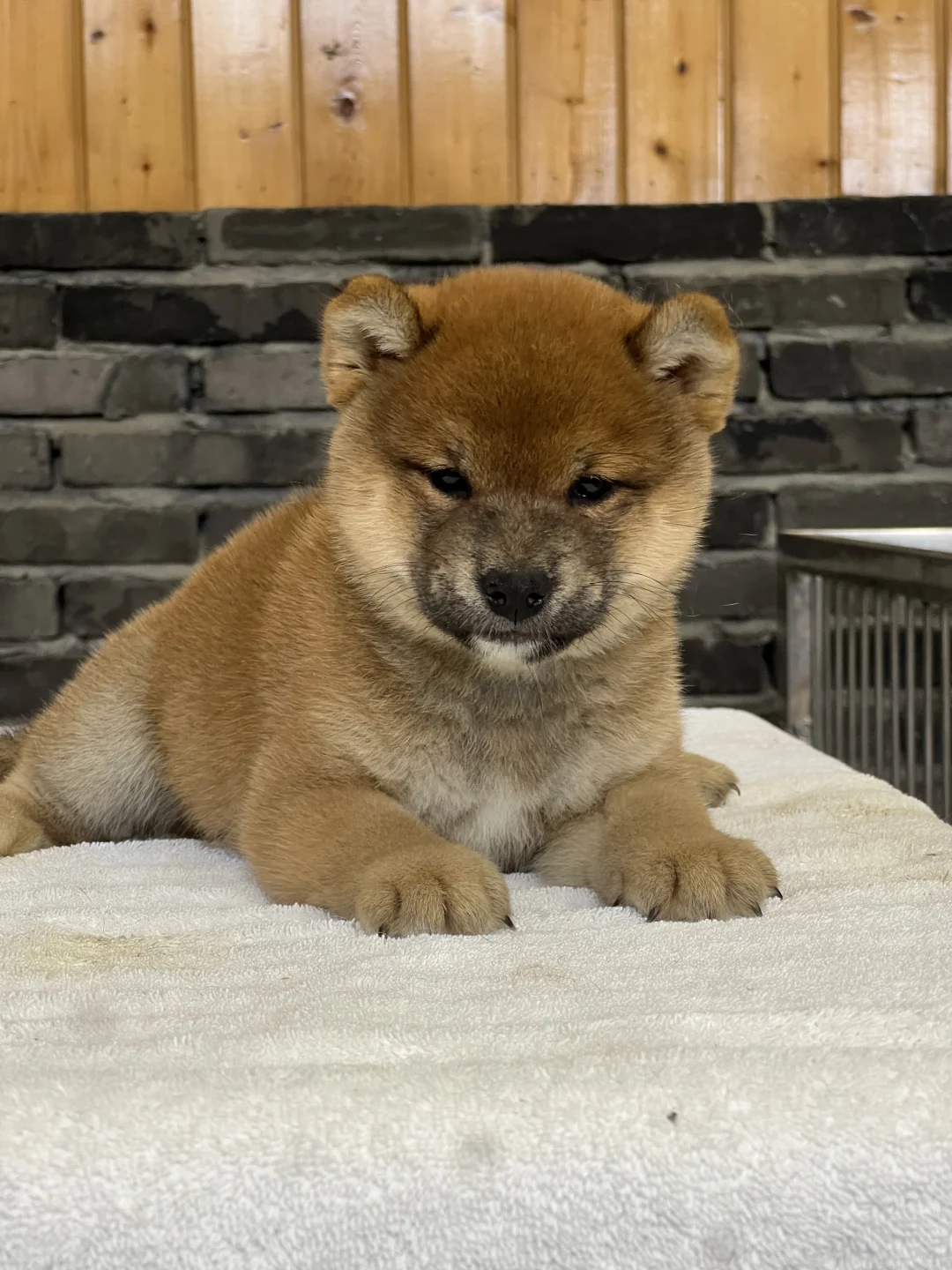 柴犬 | 气质小男生
