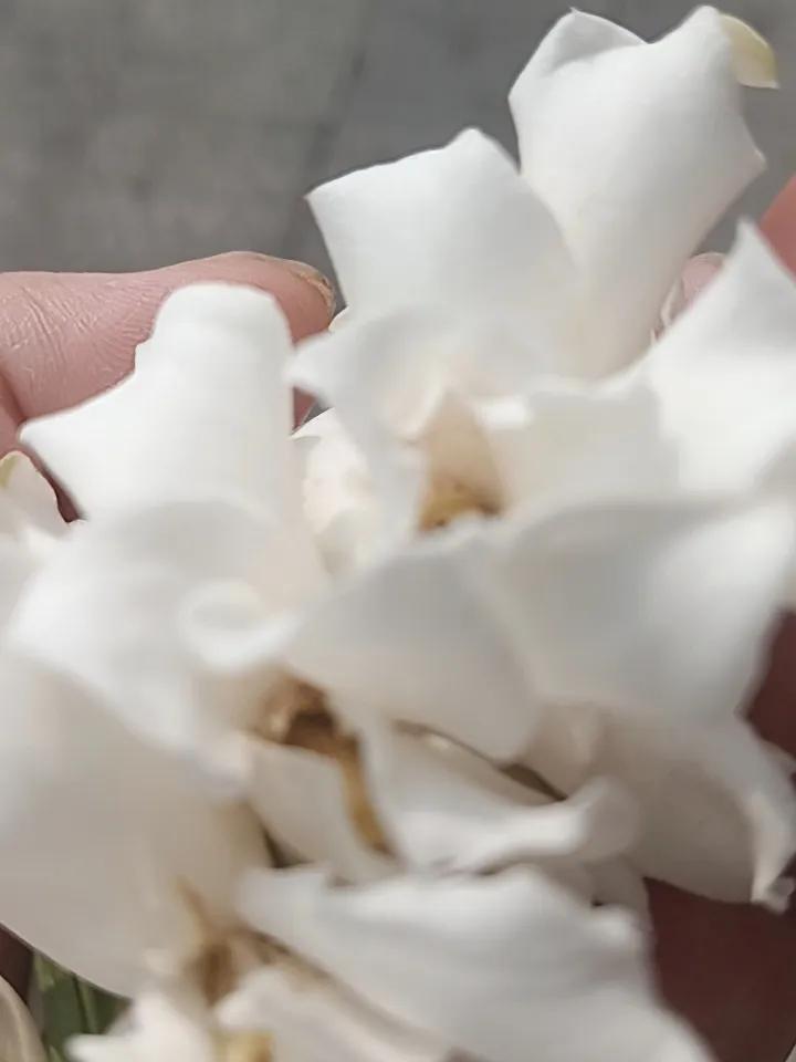 野栀子花有谁要过来摘？郑楼这边很多