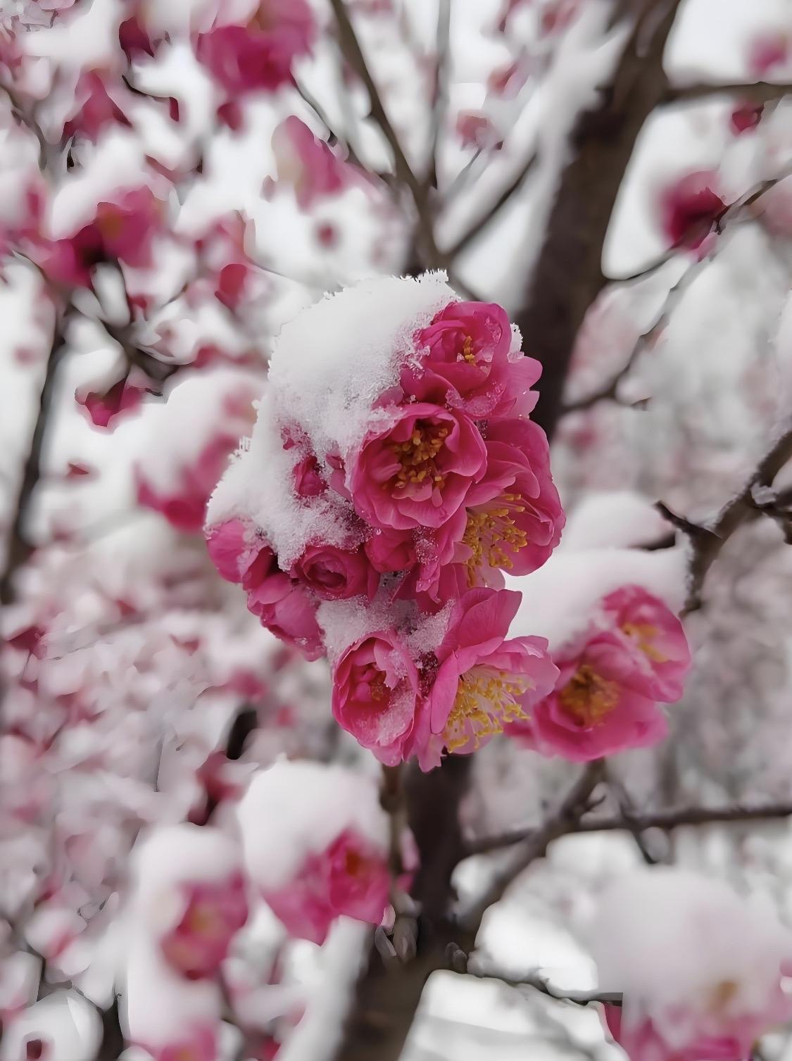 上联：瑞雪梅花添雅意，下联？和风竹影增清欢。