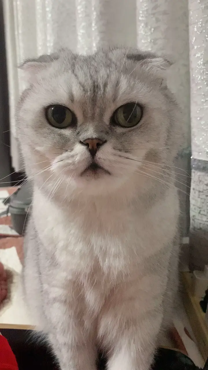 家有宠物很幸福