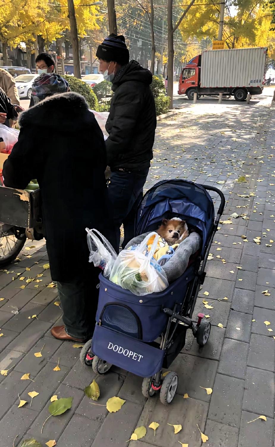 太有趣了！
 本以为婴儿车里推的是婴儿 ，
走近一看原来是一个可爱的“毛孩子”！