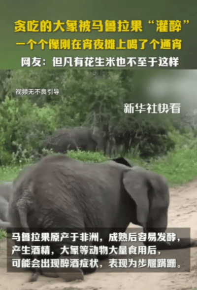 “醉酒大象萌翻了！”非洲一群大象贪嘴偷吃马鲁拉果，结果一个个站不稳，醉倒在地。网