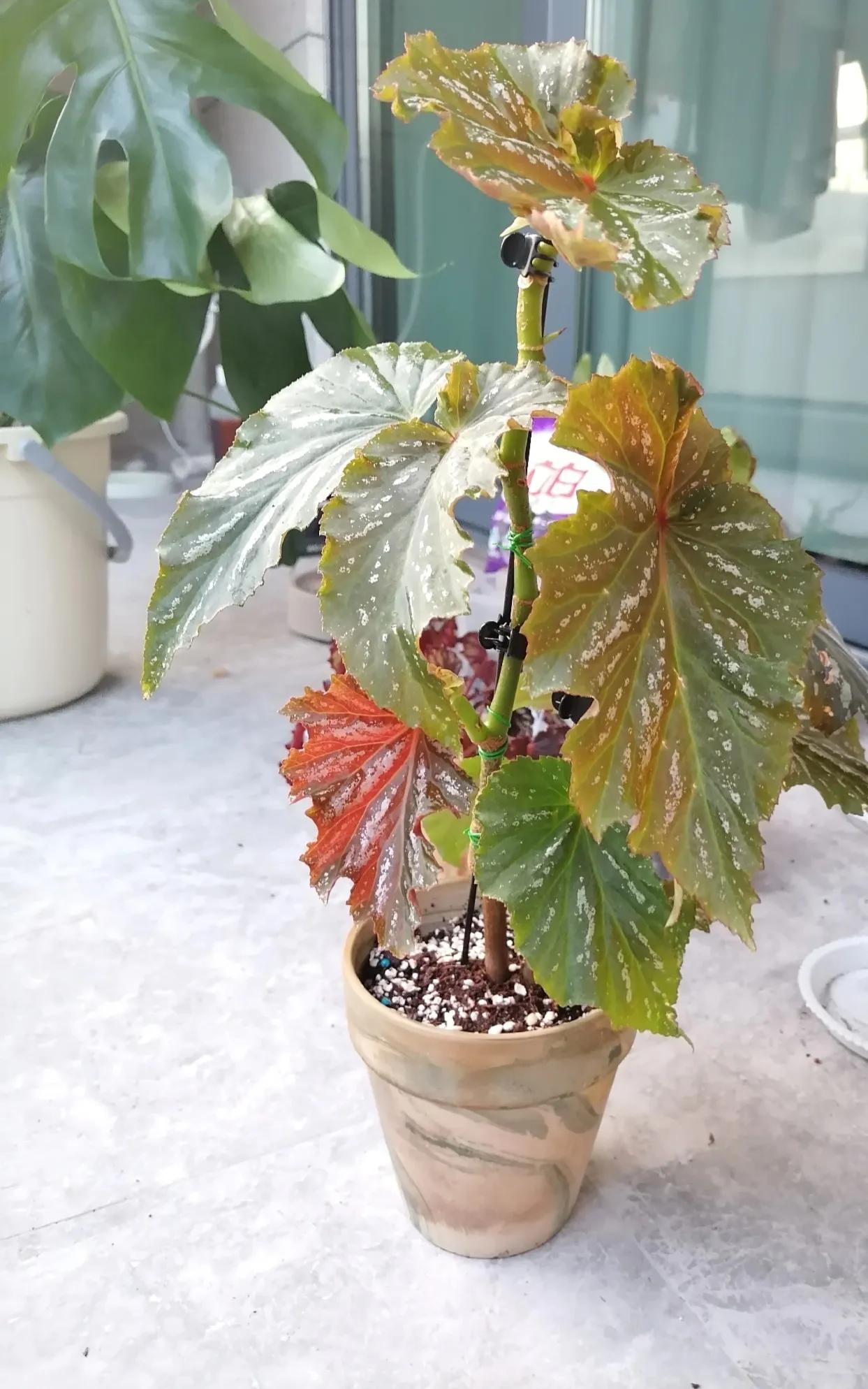 一网友坦言在疫情这几年恋爱也不太顺利，感觉自己女朋友太努力太拼太卷了，然后两个人