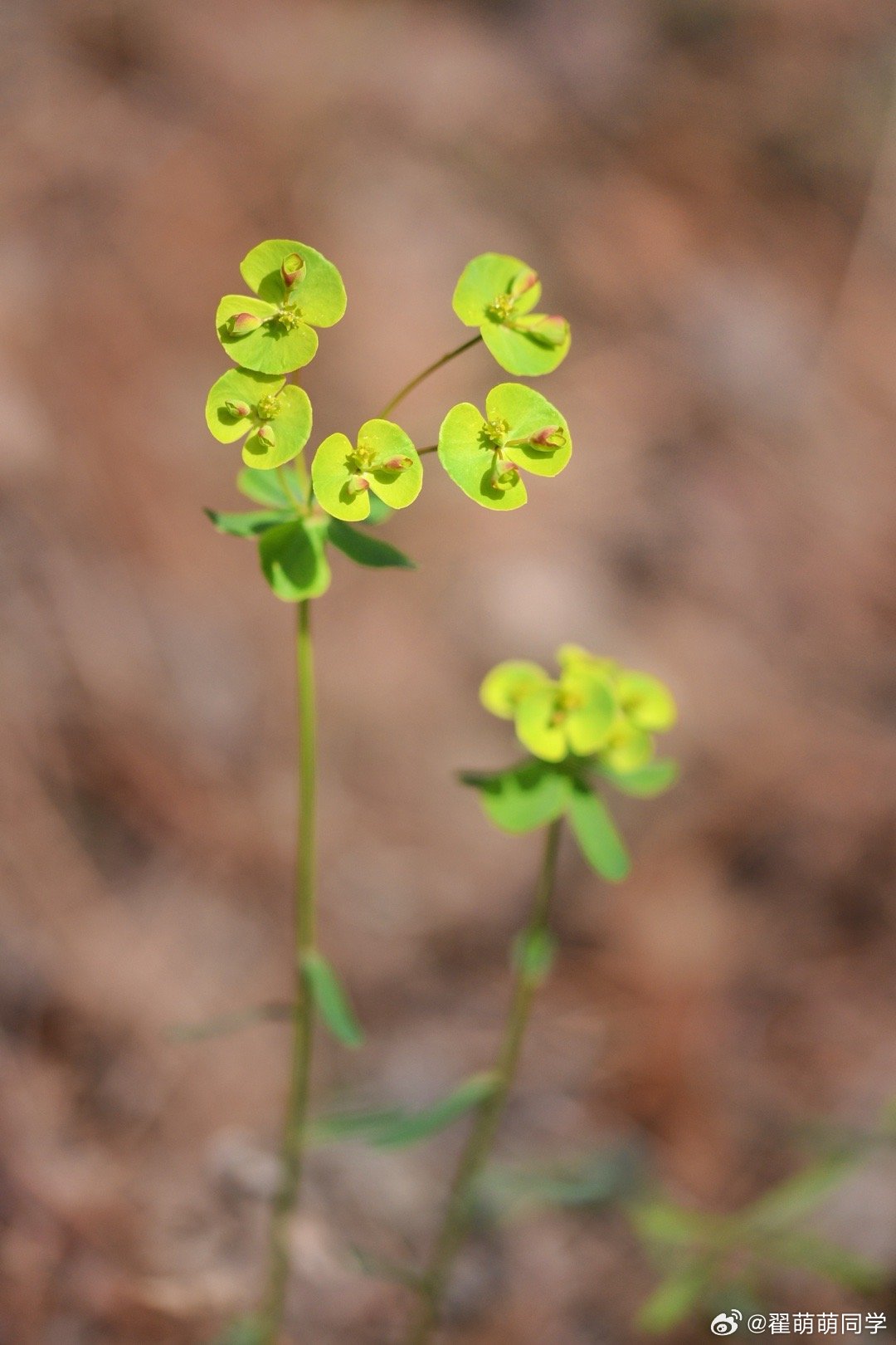 作为一个杂草，【乳浆大戟】的配色还是很漂亮的。 香港·香港国际机场