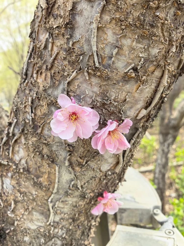 天呐！树干直接开花，第一次见！大腿粗树干没枝条过渡，直接冒花，像贴的假花一样我怀
