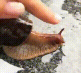 #夫妻不戴手套铲除福寿螺感染寄生虫# 生存在野外的福寿螺非常脏，不要碰！不要碰！