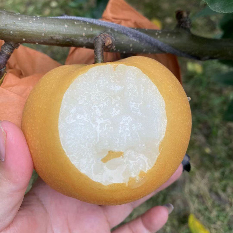 【现价】31.9 元山东冰糖秋月梨 纯甜水润细腻无渣