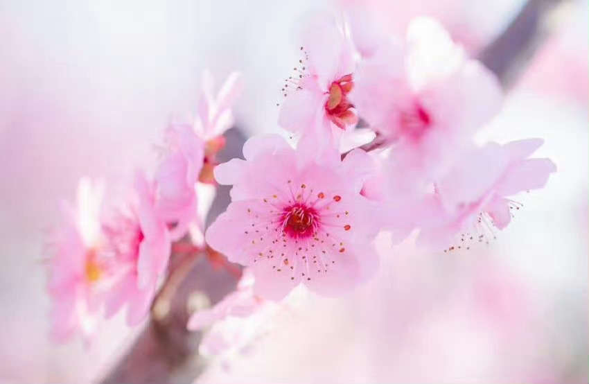 “  人面桃花相映红 … ”  