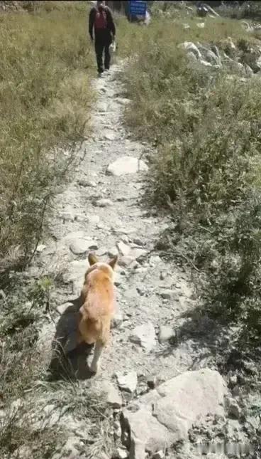 都说狗狗忠实，这只小狗也许是年龄小不懂事，几次挣脱主人双手要跟着我们回家，好像在